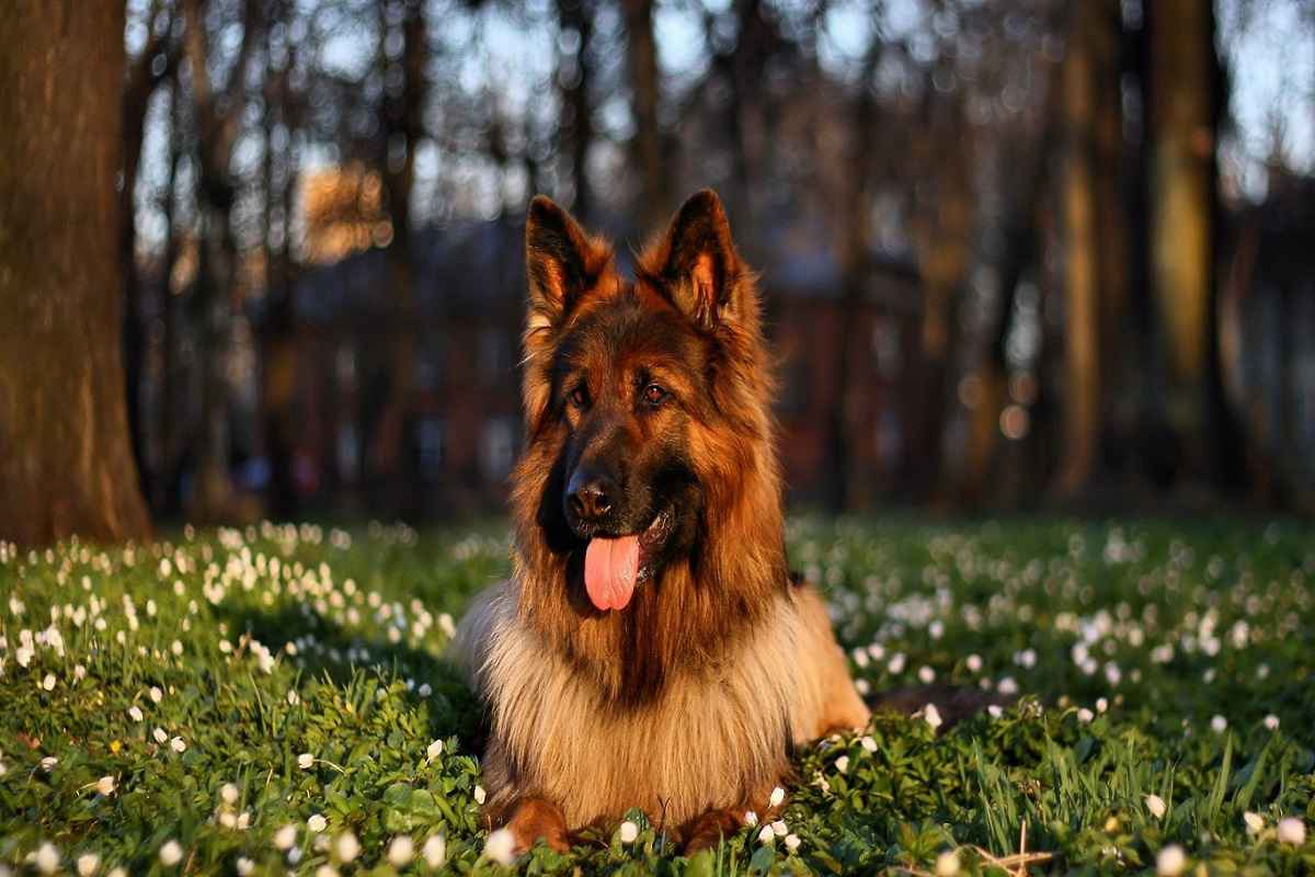 10-Most-Costly-Dog-Breeds-In-Pakistan-German-Shepherd