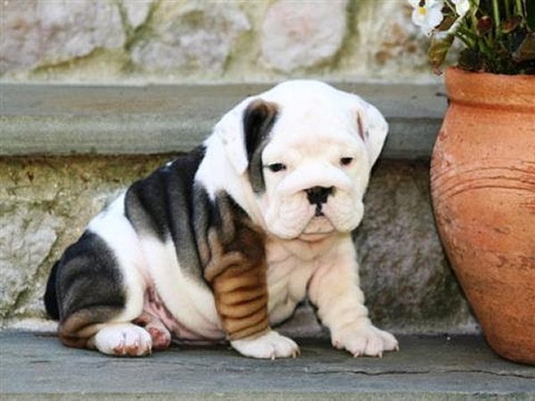 10 most costly breeds of dogs English bulldog
