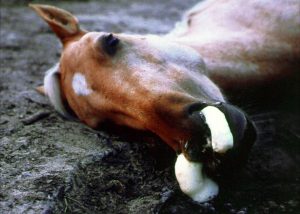African Horse Sickness Viral Disease Of Horses