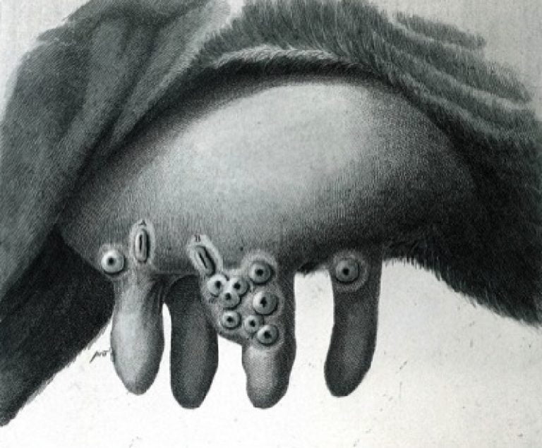 Cow Pox viral disease of dairy animals It is caused by Orthopox virus