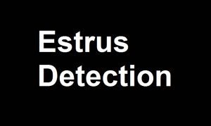 Estrus Detection In Dairy Animals By Veterinarydiscussions.net