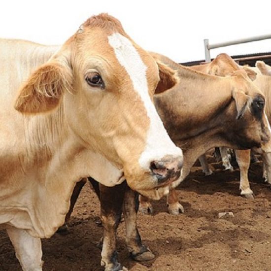 Cow Pox viral disease of dairy animals It is caused by Orthopox virus