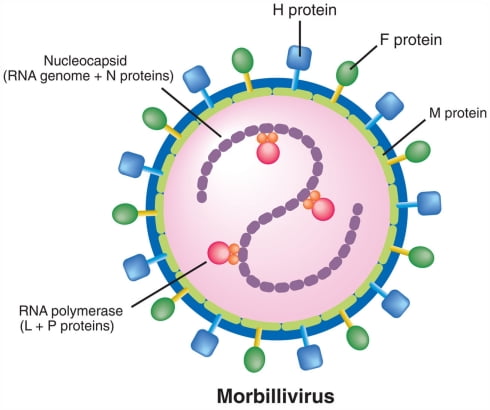 PPR, Pests des Petits ruminants Etiology, Epidemiology, Pathogenesis ...