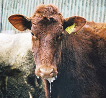 Foot And Mouth Disease Or FMD Vaccination