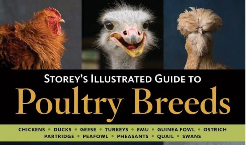 Storey's Illustrated Guide To Poultry Breeds Complete PDF