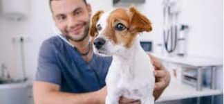 How to Become a Popular Veterinarian Globally