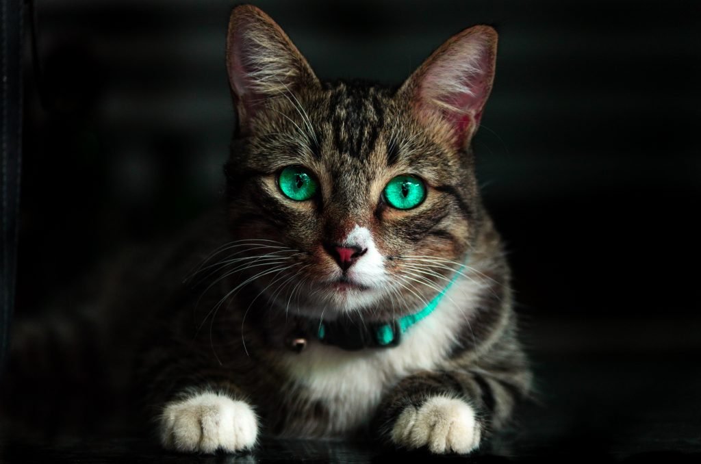 top-10-most-expensive-cat-breeds-realitypod