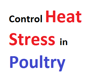 Nutritional Manipulation To Control Heat Stress In Poultry