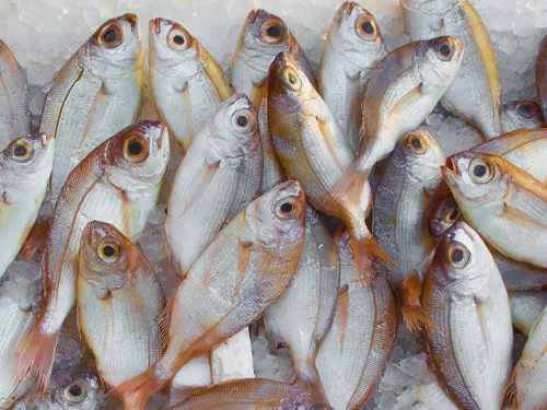 What Are Sources Of Omega 3 For Fish Feed