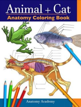 Animal Cat Anatomy Coloring Book