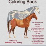 Horse Anatomy Coloring Book 1st Edition