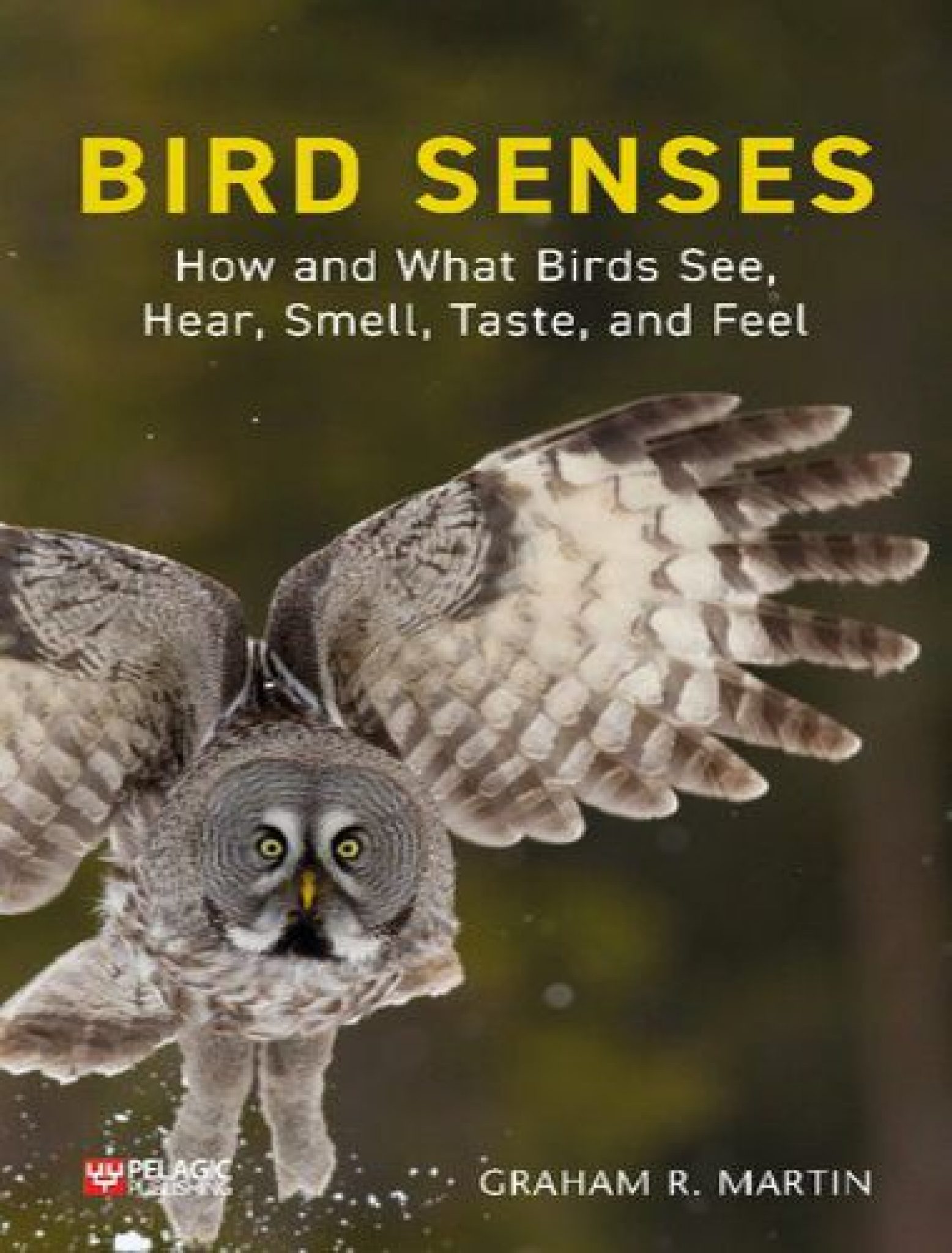 Bird Senses How and What Birds See, Hear, Smell, Taste and Feel