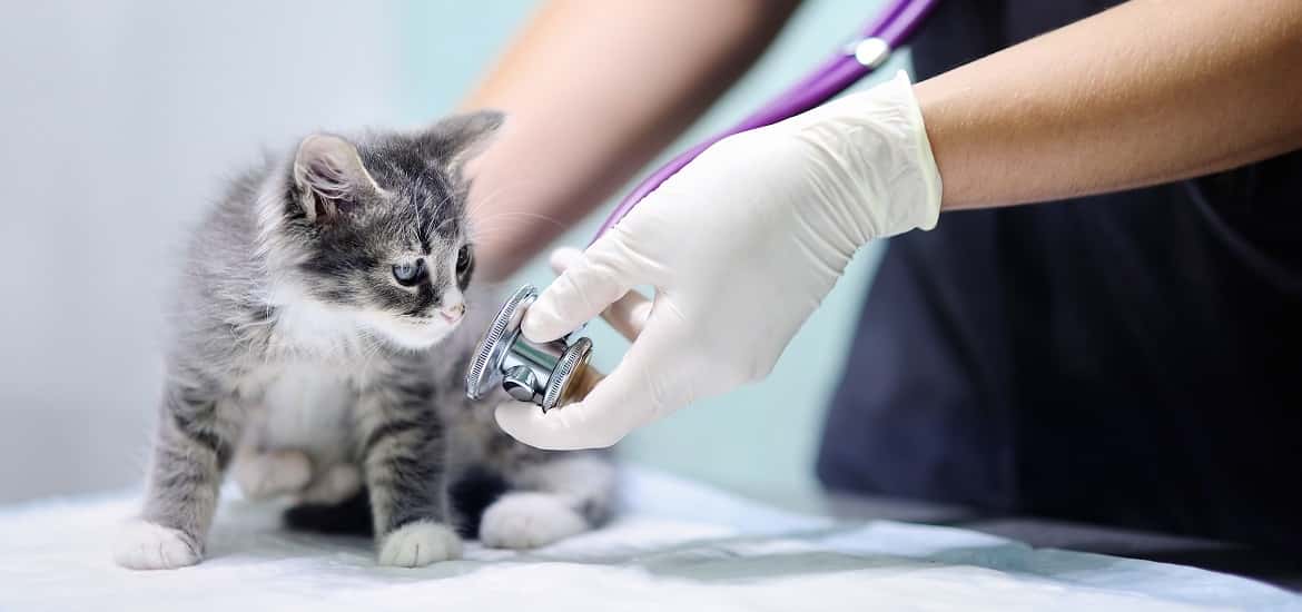 List of Veterinary Equipment and Tools Essential